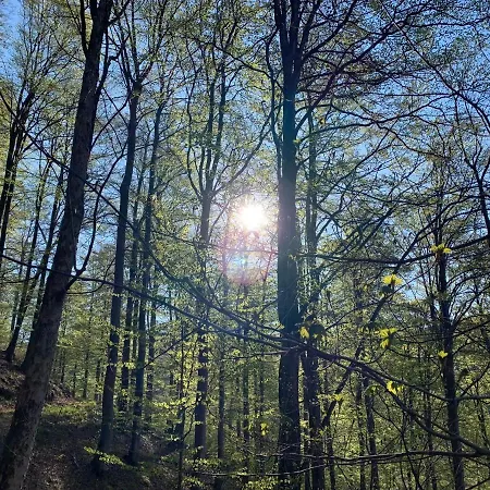 Appartement Forest View In Winterberg Sauerland - Private Garden Facing The Woods *