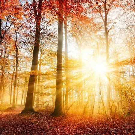 Forest View In Winterberg Sauerland - Private Garden Facing The Woods *