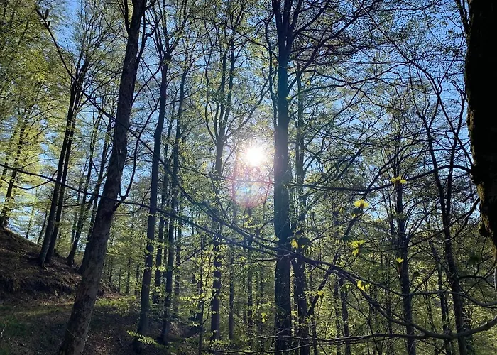 公寓 Forest View In Winterberg Sauerland - Private Garden Facing The Woods *