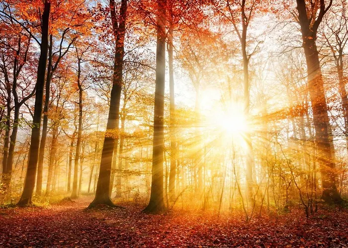 Forest View In Winterberg Sauerland *